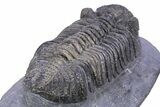 Prone Phacopid (Drotops) Trilobite - Issoumour, Morocco #381138-4